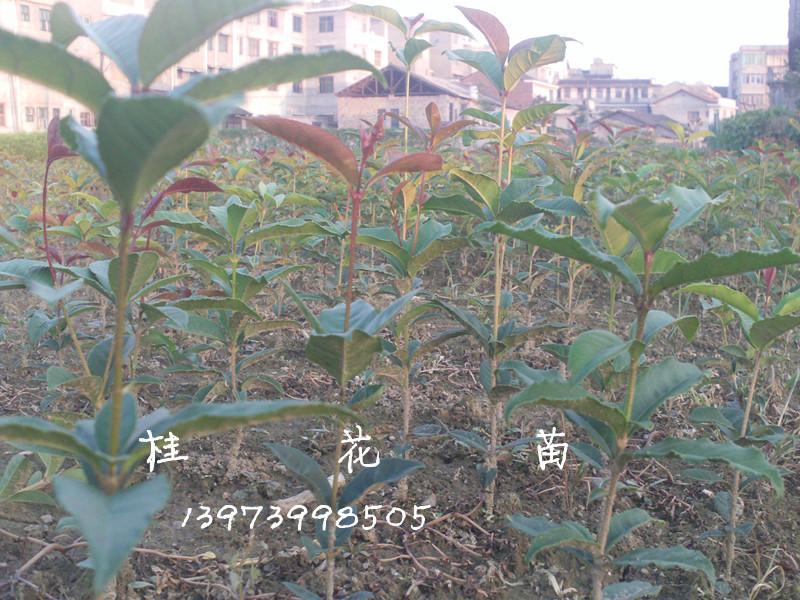 供应桂花  桂花小苗  金桂   银桂   八月桂  桂花种苗价格