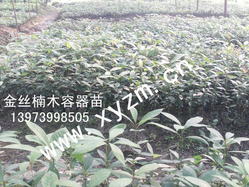 供應(yīng)金絲楠苗木今年價(jià)格如何