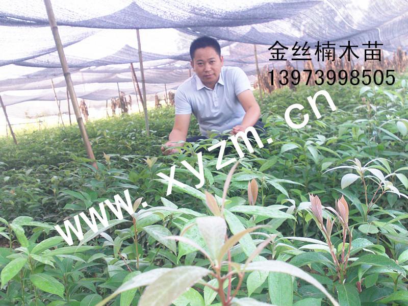 供應(yīng)楨楠種子價(jià)