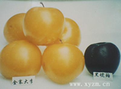 供應(yīng)金寨李 金寨李苗 金寨李苗價(jià) 金寨李苗木