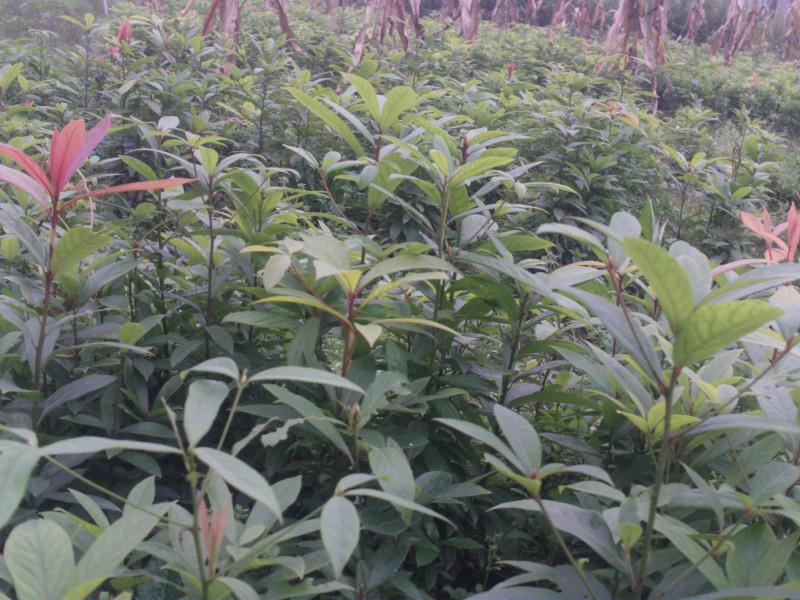 供應江西金絲楠木 江西金絲楠木苗 江西金絲楠種苗價 江西金絲楠種子