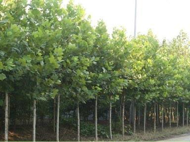 鄢陵12-25公分速生法桐供應(yīng)