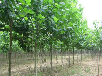 鄢陵12-25公分速生法桐供應(yīng)
