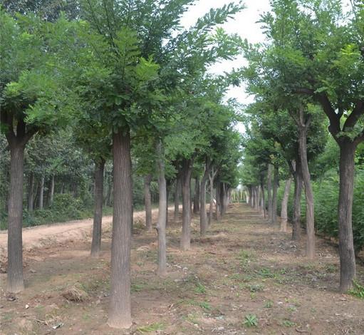 许昌市山东丛生国槐种植基地厂家