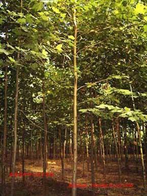 供应速生法桐种植基地，鄢陵速生法桐种植基地