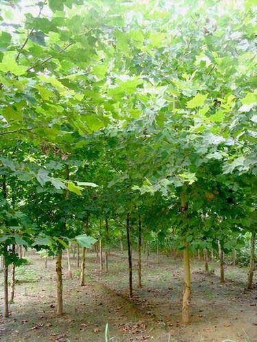 供應(yīng)速生法桐小苗廠家，速生法桐小苗批發(fā)