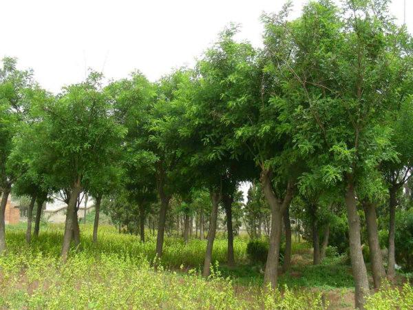 速生国槐，河北专业种植速生国槐基地，河北优质速生国槐基地直销图片