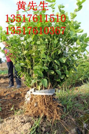 供應(yīng)橫縣茉莉花苗 茉莉花苗批發(fā)