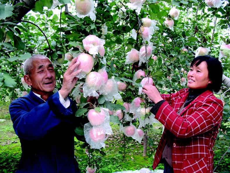 渭南市膜袋红富士苹果价格厂家供应膜袋红富士苹果价格