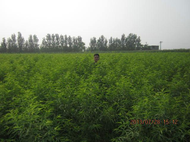 供桃苗毛桃苗桃嫁接苗， 供桃苗毛桃苗桃嫁接苗桃品種苗
