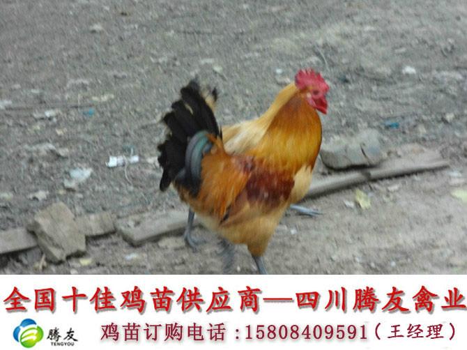 供應(yīng)四川純土雞苗 四川純土雞苗批發(fā)