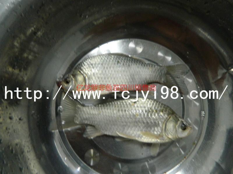 大量推廣豐產(chǎn)鯽魚(yú)養(yǎng)殖魚(yú)苗供應(yīng)、