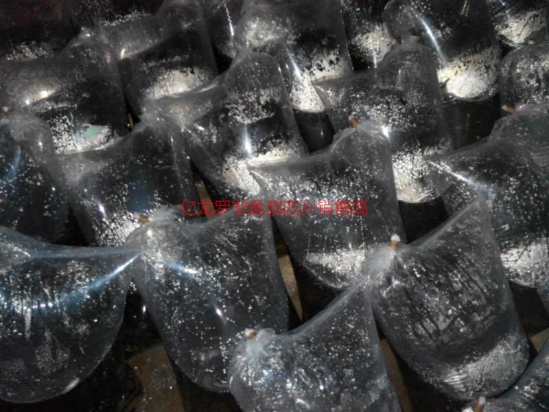 供應(yīng)新科巨鯉魚苗新科巨鯽魚苗新科巨鯉魚苗新科巨鯽魚苗}