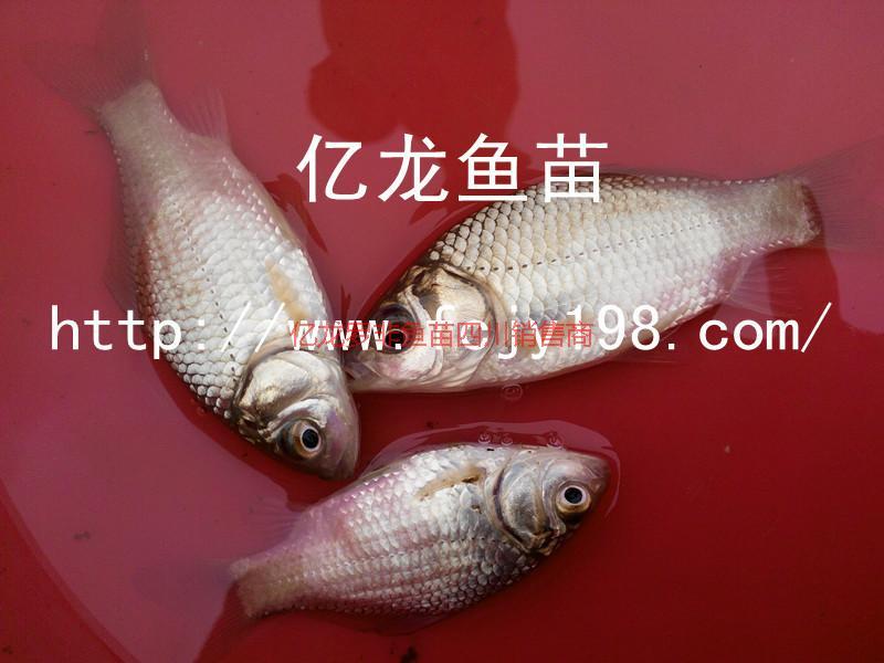 供應(yīng)鯽魚(yú)苗供貨商億龍魚(yú)苗、