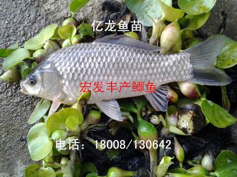供應(yīng)2016豐產(chǎn)鯽魚宏發(fā)豐產(chǎn)鯽魚苗.