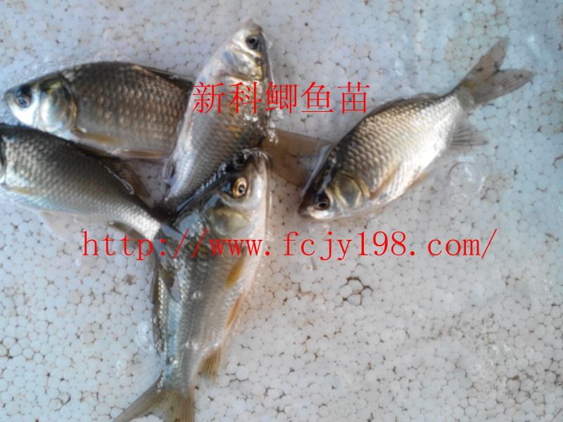 供應(yīng)魚苗新科巨鯽魚苗=