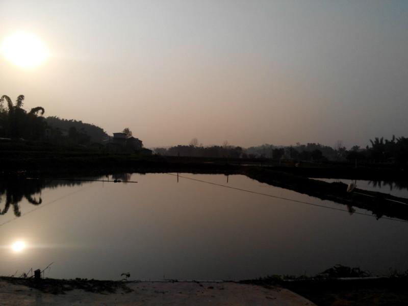 供應(yīng)鯉魚草魚鯽魚清波魚鯉魚草魚鯽魚清波魚）