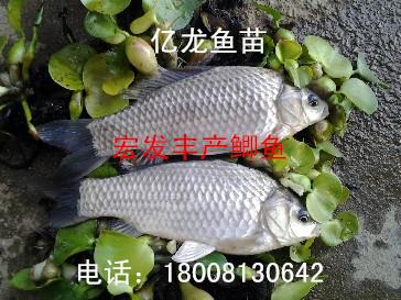 供應(yīng)豐產(chǎn)鯽魚II水花II魚苗=