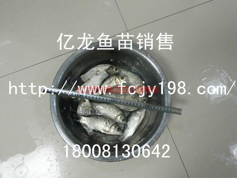 鯽魚圖片/鯽魚樣板圖 (3)