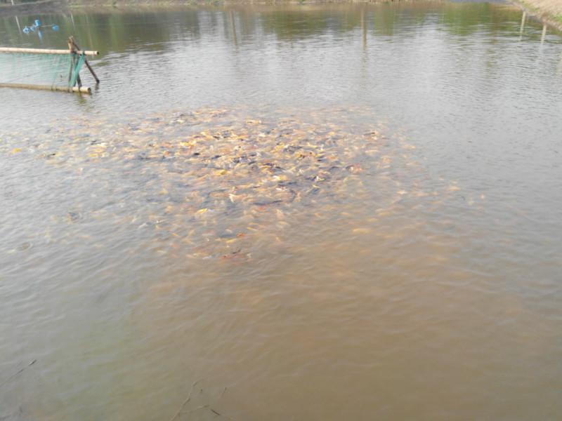 供應(yīng)景鯽批發(fā)=