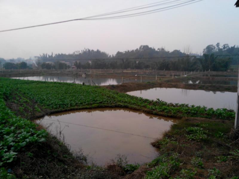 供應(yīng)鯉魚草魚鯽魚清波魚鯉魚草魚鯽魚清波魚）