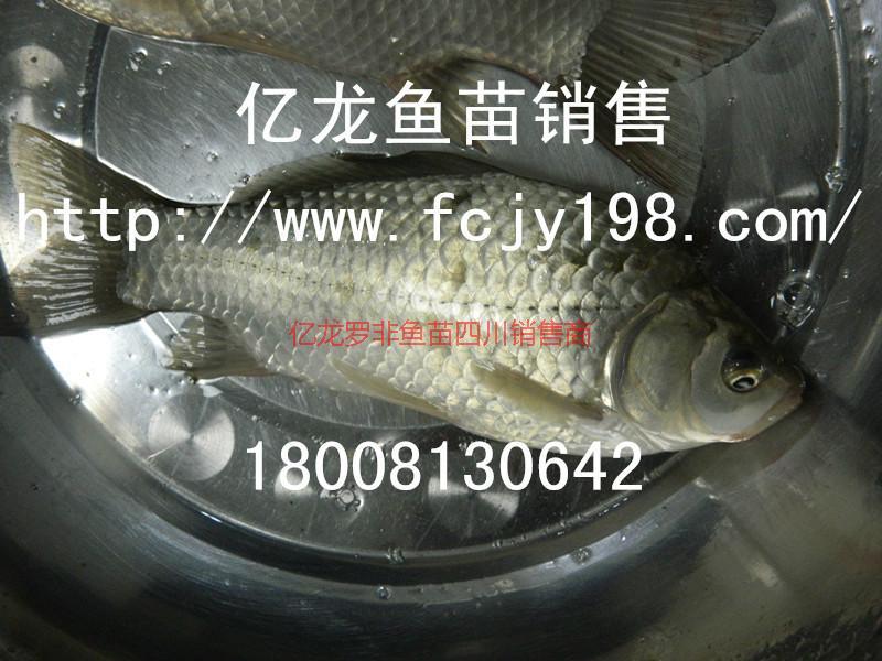 供應(yīng)魚(yú)苗水花價(jià)格魚(yú)苗水花價(jià)格魚(yú)苗水花價(jià)格）