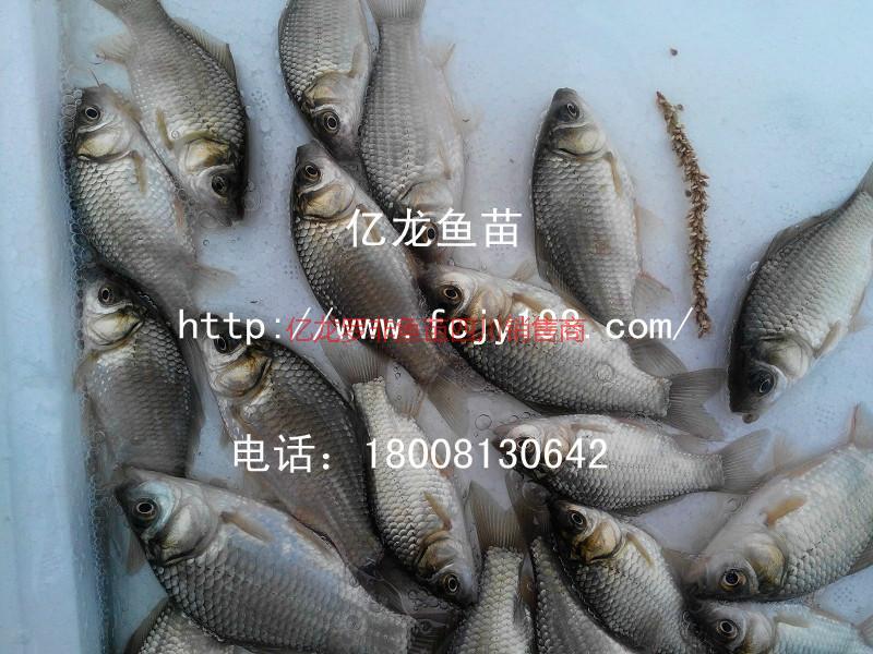 供應(yīng)魚苗豐產(chǎn)鯽魚水花2016訂購(gòu)中。