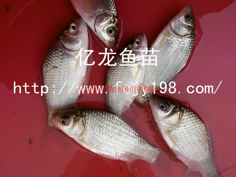 龍魚苗圖片/龍魚苗樣板圖 (3)