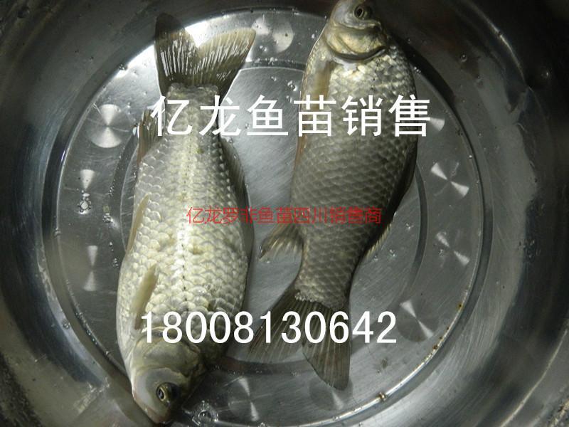 供應(yīng)魚(yú)苗水花價(jià)格魚(yú)苗水花價(jià)格魚(yú)苗水花價(jià)格）