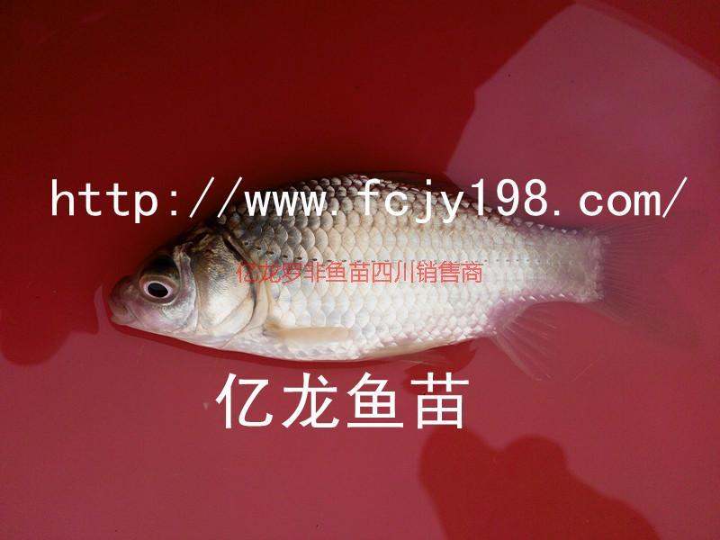 供應(yīng)宏發(fā)豐產(chǎn)鯽魚(yú)水花*中、