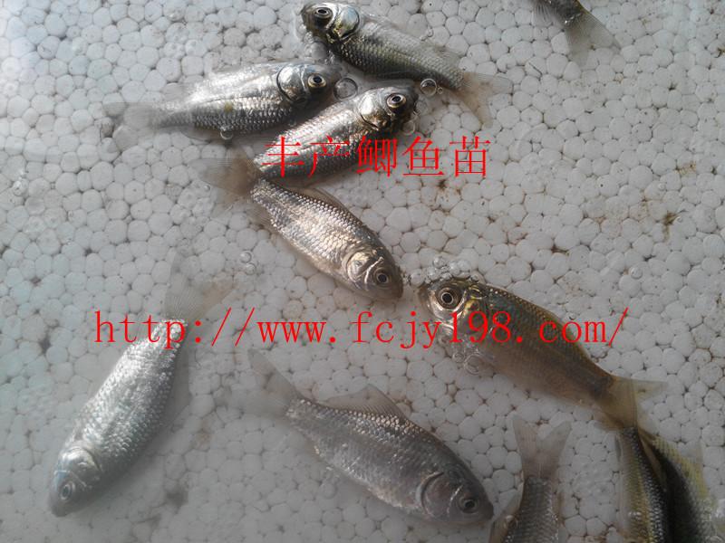 魚苗鯽魚苗豐產(chǎn)鯽魚苗、、、