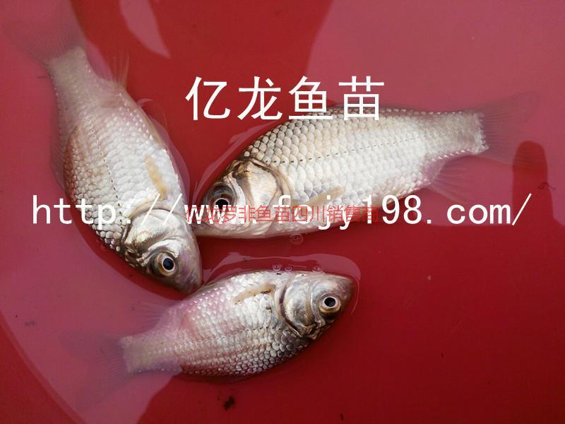 供應(yīng)宏發(fā)豐產(chǎn)鯽魚(yú)水花*中、