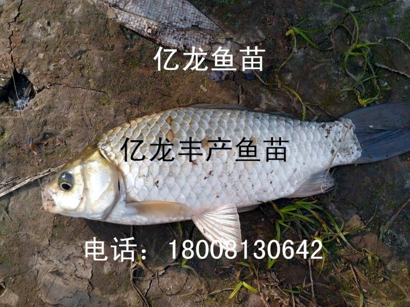 豐產(chǎn)鯽魚II水花II魚苗圖片