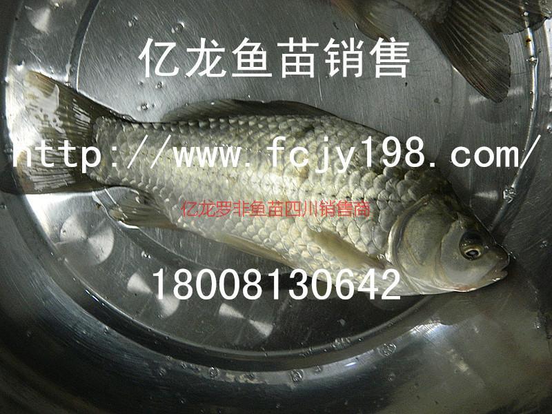 供應(yīng)魚(yú)苗鯽魚(yú)苗鯽魚(yú)水花魚(yú)苗鯽魚(yú)苗鯽魚(yú)水花】