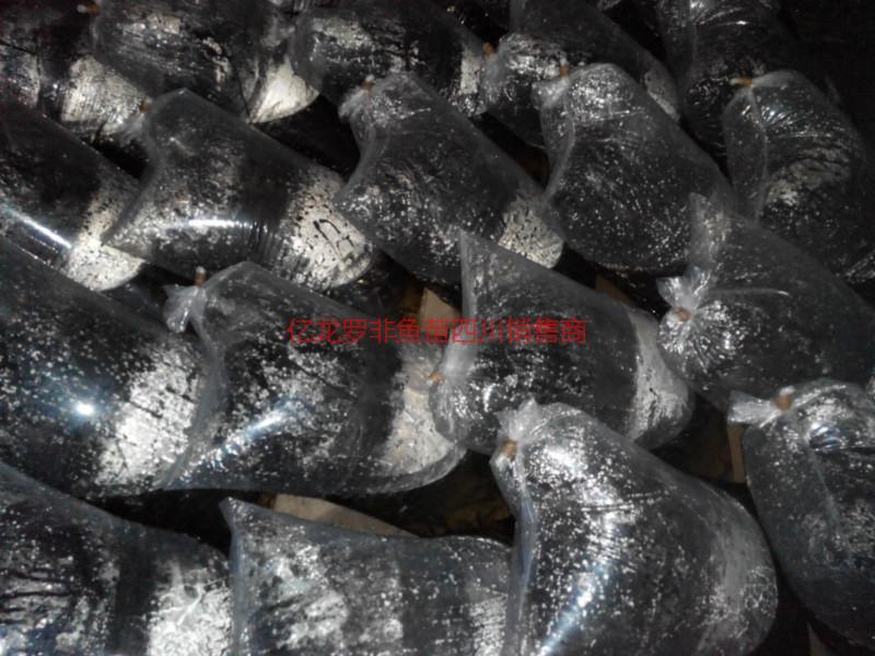 供應(yīng)新科巨鯉魚苗新科巨鯽魚苗新科巨鯉魚苗新科巨鯽魚苗}