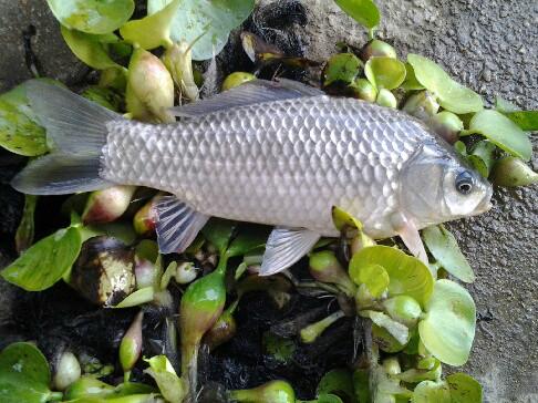 供應(yīng)2016豐產(chǎn)鯽魚宏發(fā)豐產(chǎn)鯽魚苗.