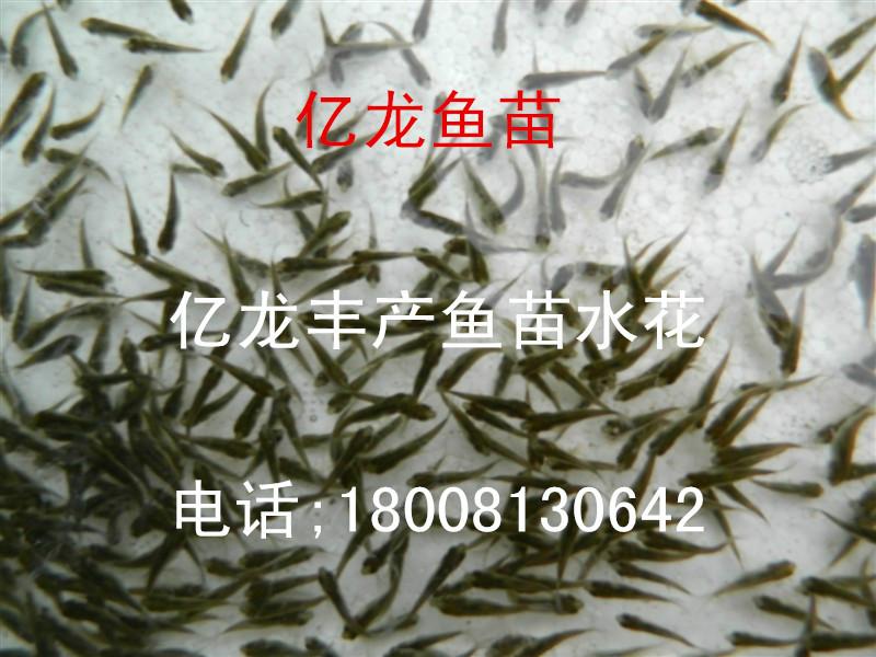 供應(yīng)哪里有鯽魚苗水花批發(fā)哪里有鯽魚苗水花批發(fā)}