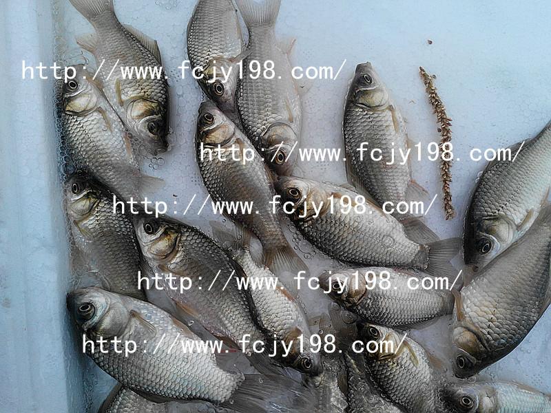 供應(yīng)豐產(chǎn)鯽魚苗銷售-魚苗銷售價格=
