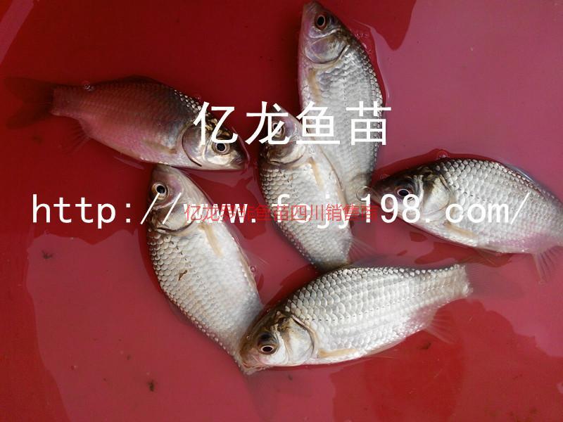 供應(yīng)豐產(chǎn)鯽魚夏花II永川經(jīng)銷、
