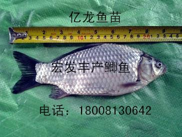 供應2016豐產(chǎn)鯽魚水花魚苗*中。