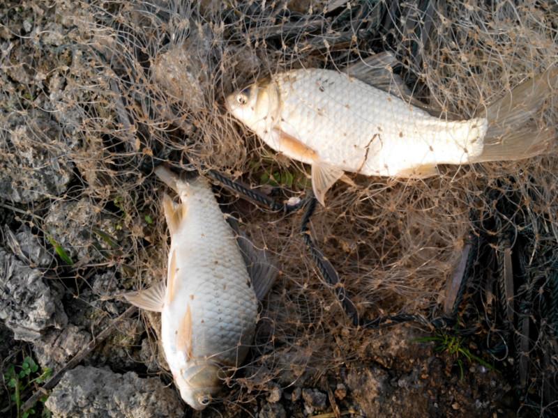 湘云鯽魚成魚批發(fā)圖片