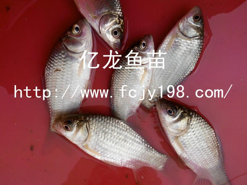 供應(yīng)豐產(chǎn)鯽魚苗宏發(fā)豐產(chǎn)鯽魚水花、