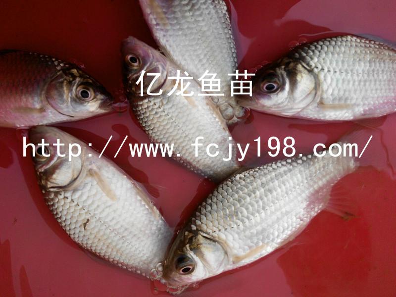 供應(yīng)豐產(chǎn)鯽魚苗宏發(fā)豐產(chǎn)鯽魚水花、