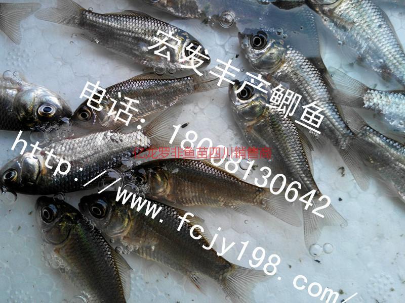 鯽魚(yú)苗圖片/鯽魚(yú)苗樣板圖 (3)