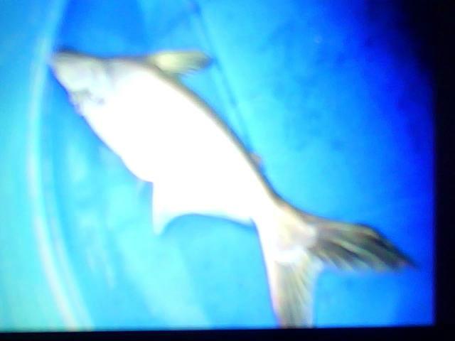 供應(yīng)淡水小白鯊= 淡水魚苗四川魚苗鯽魚苗鯉魚苗。