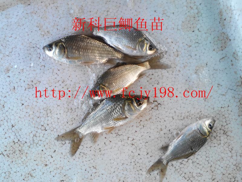 供應(yīng)魚苗新科巨鯽魚苗=