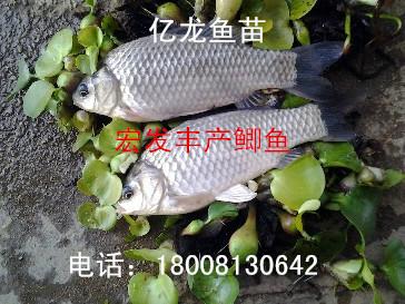 供應(yīng)鯽魚(yú)（宏豐2）水花羅非魚(yú)苗鯽魚(yú)宏豐2水花羅非魚(yú)苗@