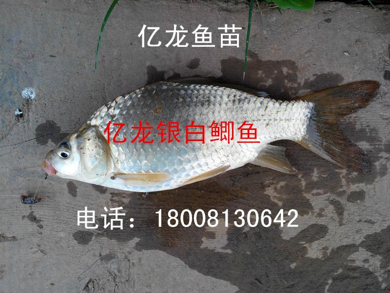 供應(yīng)銀白鯽魚苗豐產(chǎn)鯽魚水花銀白鯽魚苗豐產(chǎn)鯽魚水花}