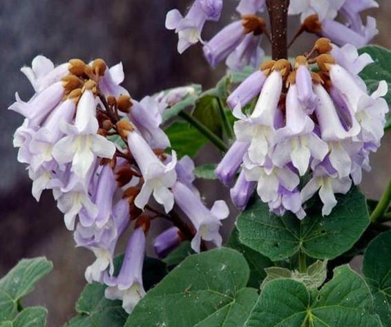 供應桐樹苗多少錢山東桐樹苗多少錢； 山東桐樹苗多少錢批發(fā)