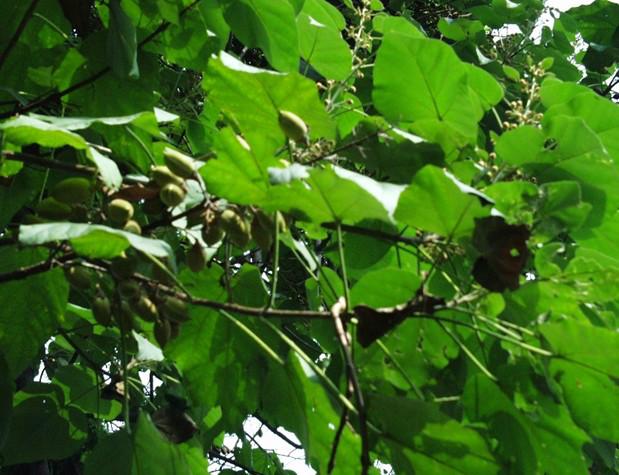 供應(yīng)聊城泡桐苗種苗賣價(jià)格； 聊城泡桐苗種苗賣價(jià)格多少；聊城泡桐苗